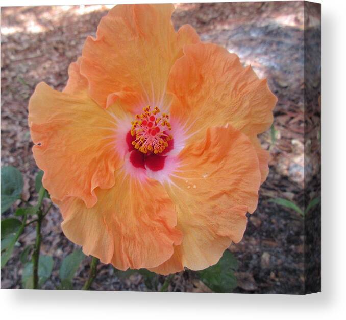 Print Canvas Print featuring the photograph Heavenly Orange Swirl by Ashley Goforth
