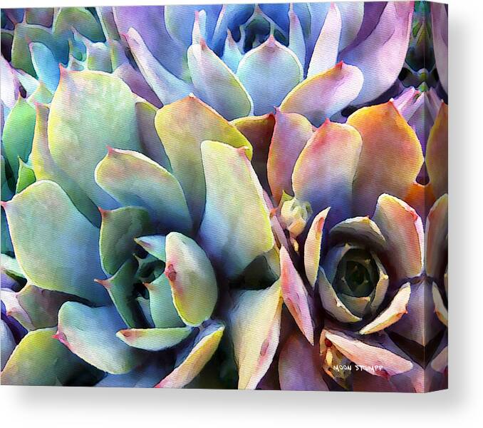 Hens And Chicks Photography Canvas Print featuring the painting Hens and Chicks series - Soft Tints by Moon Stumpp