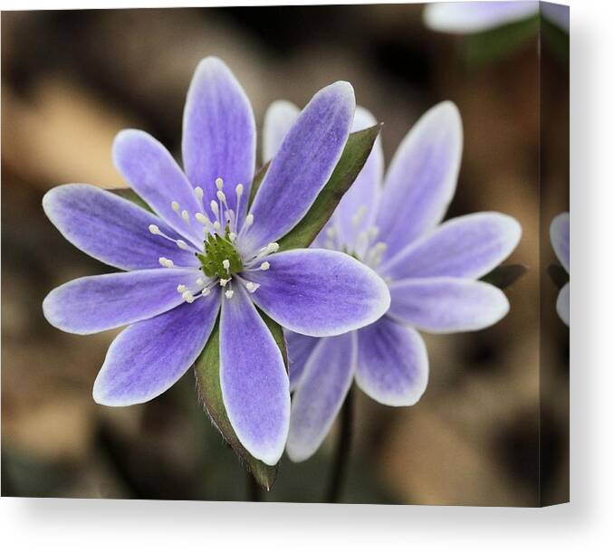 Hepatica Canvas Print featuring the photograph Hepatica close-up by Doris Potter