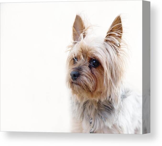  Canvas Print featuring the photograph Hercules 4 by Rebecca Cozart