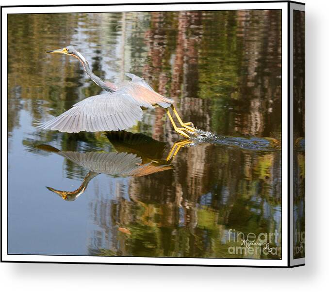 Fauna Canvas Print featuring the photograph Heron Taking Off by Mariarosa Rockefeller