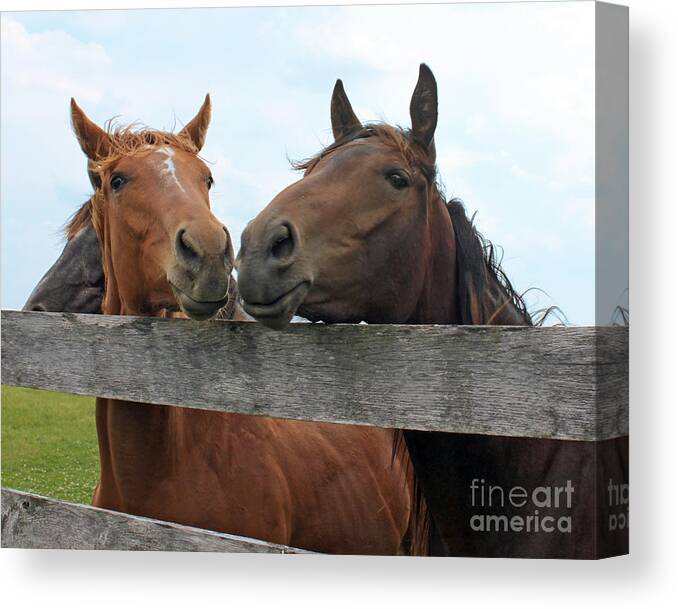 Horse Canvas Print featuring the photograph Hey You Come Here by Debbie Hart