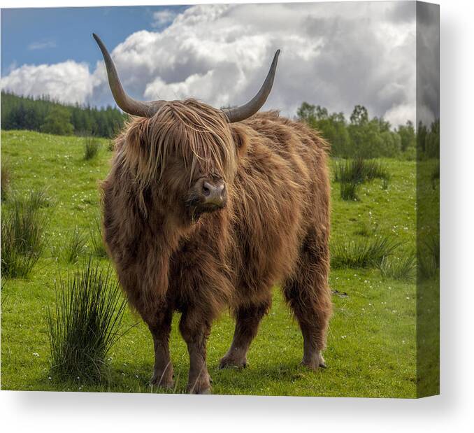 Scotland Canvas Print featuring the photograph High Know Brown Cow by Terry Cosgrave