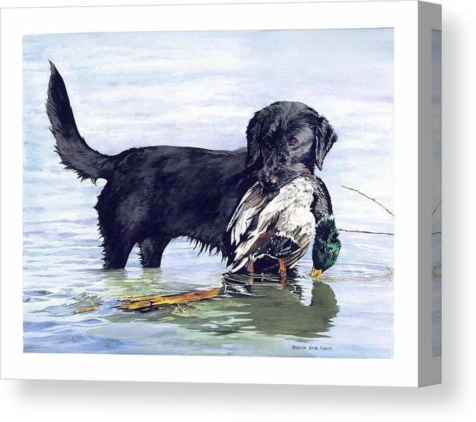 Black Retriever Dog Retrieving A Mallard. Canvas Print featuring the painting His First Catch by Brenda Beck Fisher