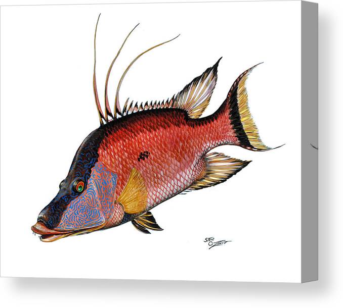 Hogfish Canvas Print featuring the painting Hogfish on white by Steve Ozment