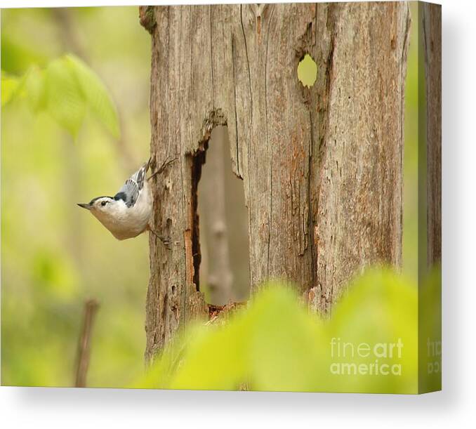 Nuthatch Canvas Print featuring the photograph Hollow Tree by Paul Noble