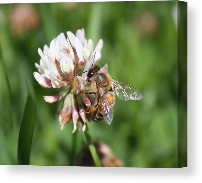 Honeybee Canvas Print featuring the photograph Honeybee on Clover by Lucinda VanVleck