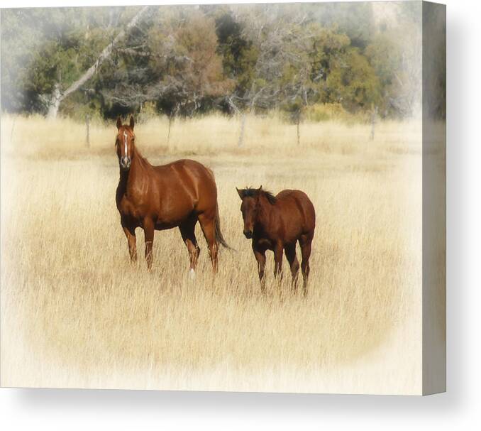 Horses Canvas Print featuring the photograph Horse and Pony 2 by Ernest Echols