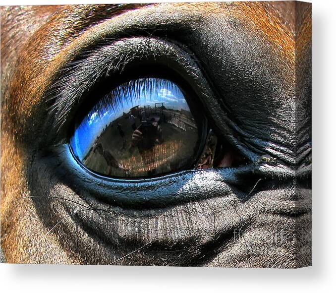 Eye Canvas Print featuring the photograph Horse eye by Daliana Pacuraru
