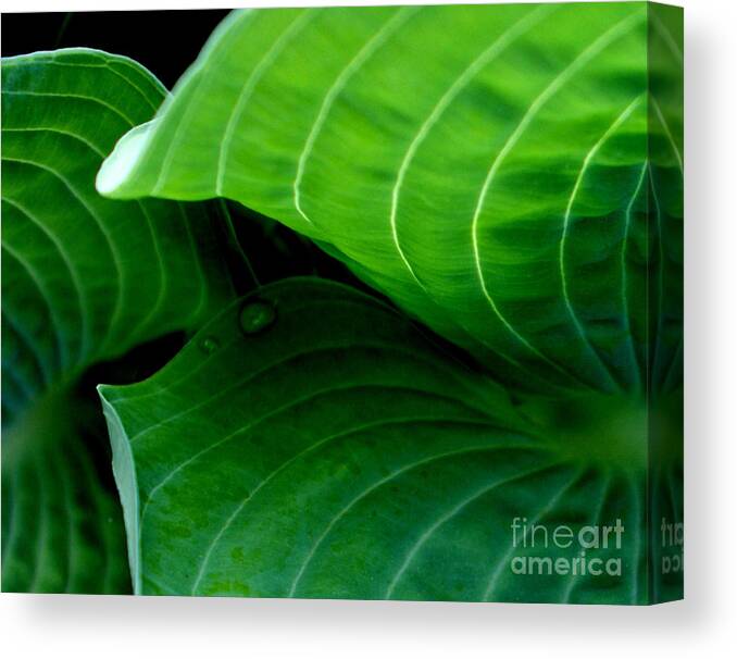 Green Canvas Print featuring the photograph Hosta Tunnel by Valerie Fuqua