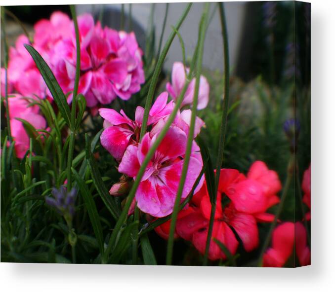 Fleur Canvas Print featuring the photograph Hot Pink Beautiful Blossoms by Doc Braham