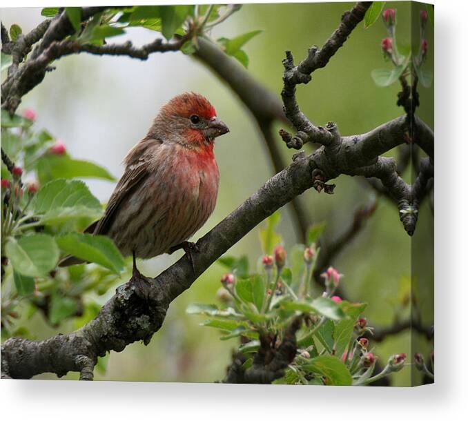 Wildlife Canvas Print featuring the photograph House Finch in Apple Tree by William Selander