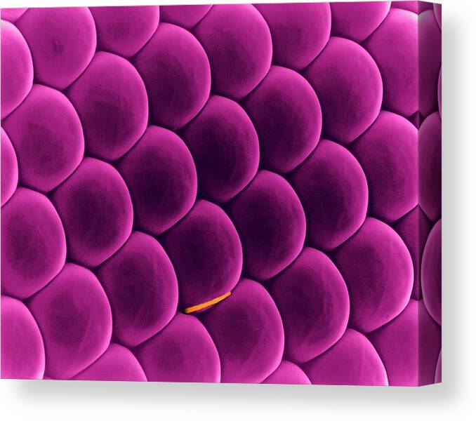 96366b Canvas Print featuring the photograph House Fly Eye by Dennis Kunkel Microscopy/science Photo Library