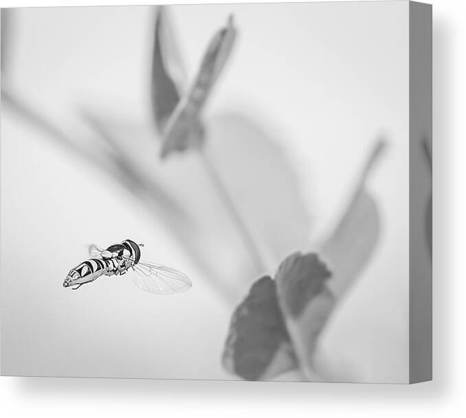 Black-and-white Canvas Print featuring the photograph hoverfly in the pea patch B/W by Len Romanick