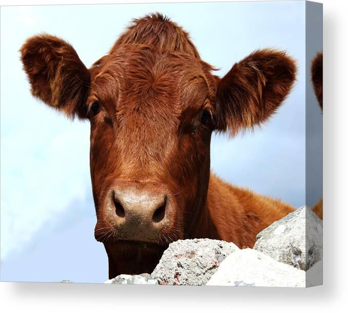 Cow Canvas Print featuring the photograph How Now Brown Cow by Terri Waters