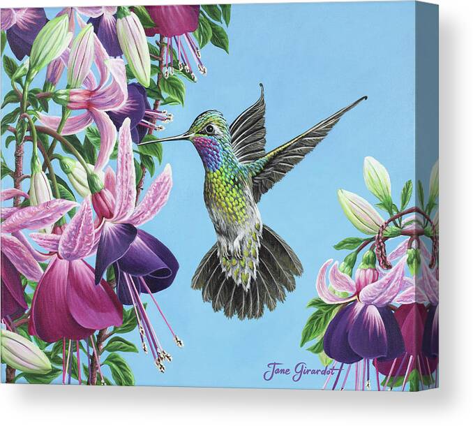 Hummingbird Canvas Print featuring the painting Hummingbird and Fuchsias by Jane Girardot