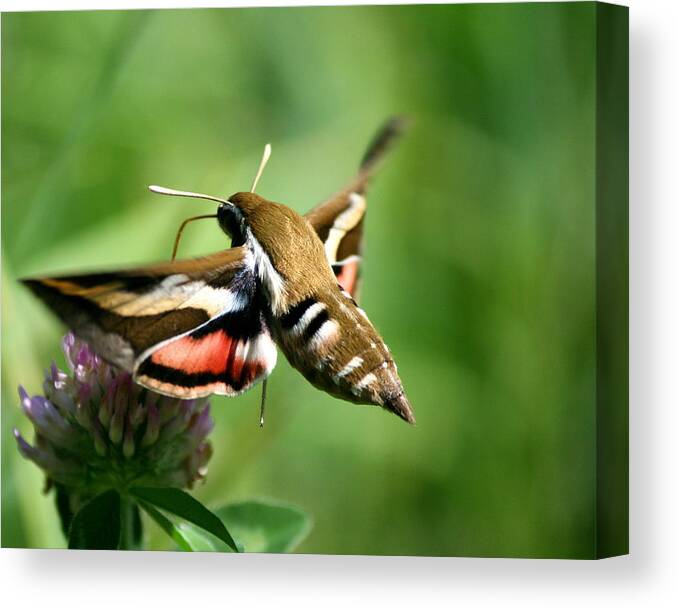Bedstraw Hawk-moth Canvas Print featuring the photograph Hummingbird Moth from Behind by Neal Eslinger