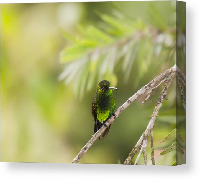 Hummingbird Resting - Roberto Baez Duarte Canvas Print featuring the photograph Hummingbird Resting by Roberto Baez Duarte