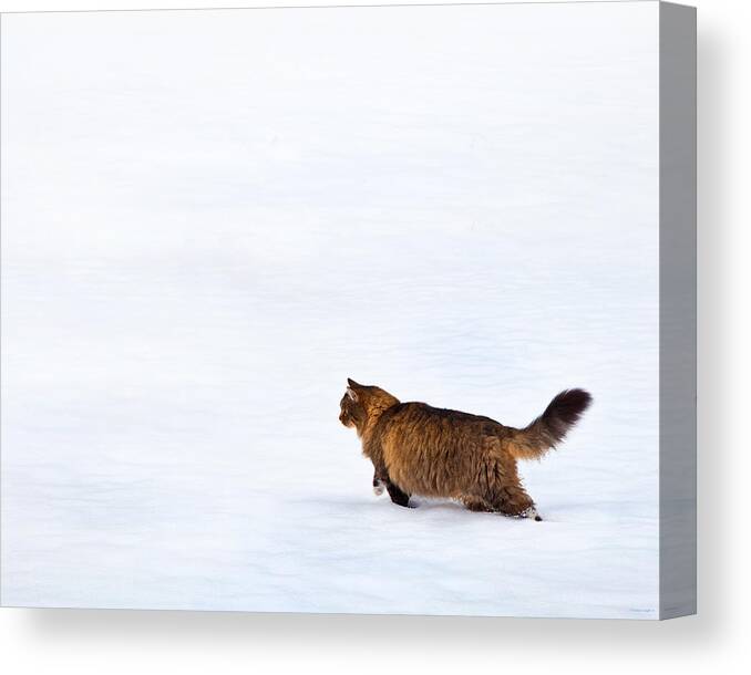 Domestic Cats Canvas Print featuring the photograph Hunter At Work by Theresa Tahara