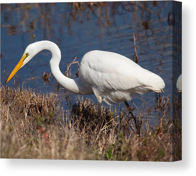  Canvas Print featuring the photograph Hunting for Lunch by Gregory Daley MPSA