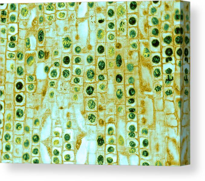 Science Canvas Print featuring the photograph Hyacinth Root Tip Cells by Omikron