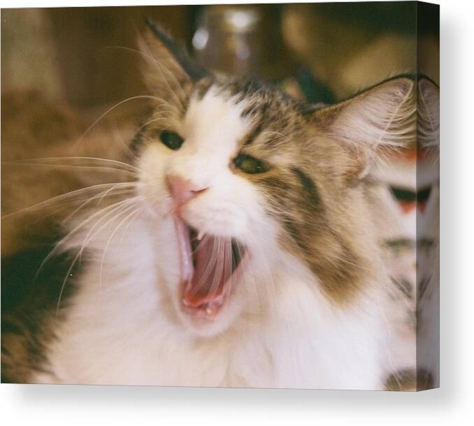 Cat Canvas Print featuring the photograph I Said No by Rosalie Klidies