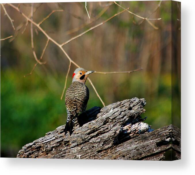 Flicker Canvas Print featuring the photograph I See You by David Armstrong