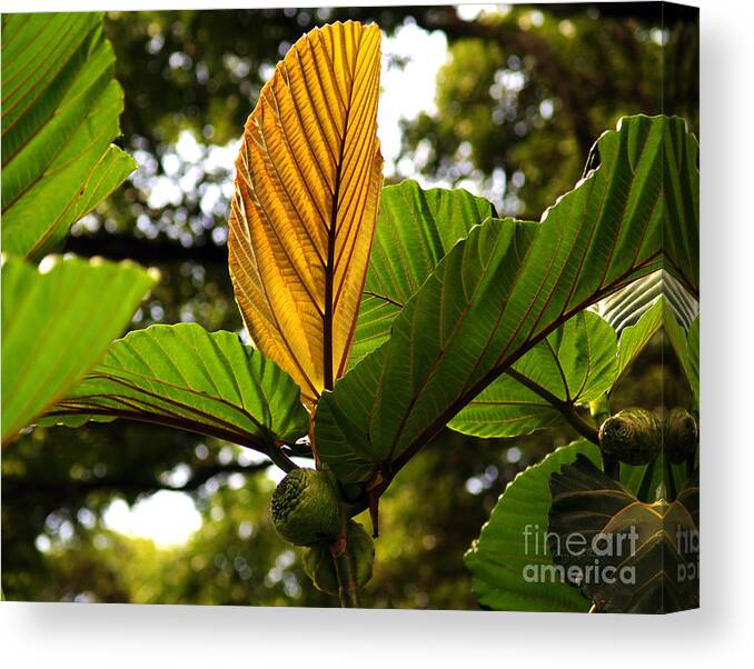 Fine Art Photography Canvas Print featuring the photograph I Stand Alone by Patricia Griffin Brett