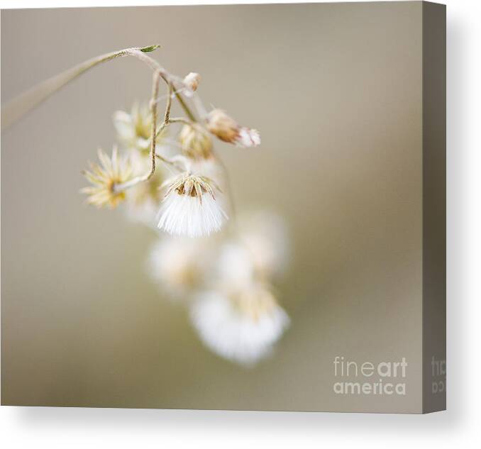 Nature Photo Canvas Print featuring the photograph If only I am ..... by Ivy Ho