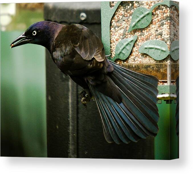 Common Grackle Canvas Print featuring the photograph I'm just gonna have one of these by Robert L Jackson
