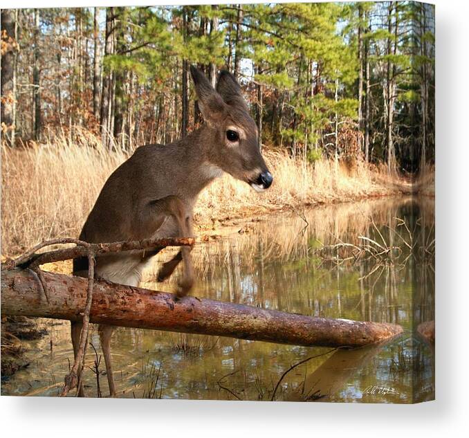 Wildlife Canvas Print featuring the photograph In A Flash by Bill Stephens
