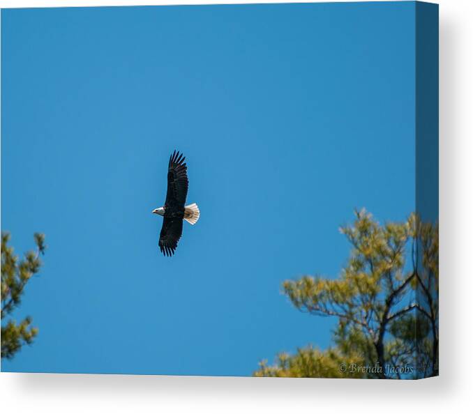 Bald Eagle Canvas Print featuring the photograph In Flight by Brenda Jacobs