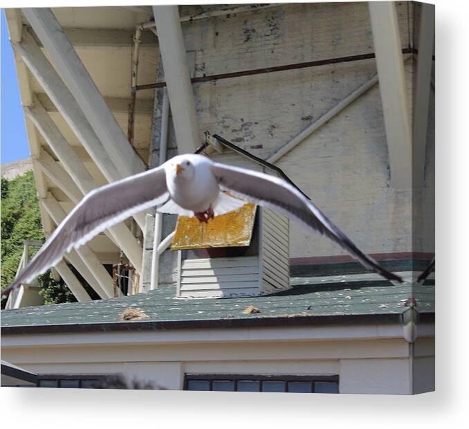 Seagull Canvas Print featuring the photograph Incoming Seagull by Denise Cicchella