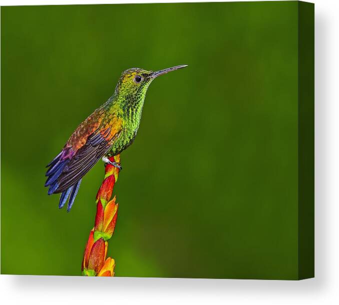 Copper-rumped Hummingbird Canvas Print featuring the photograph Iridescence by Tony Beck