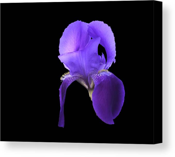 Iris Canvas Print featuring the photograph Iris by Mike Stephens