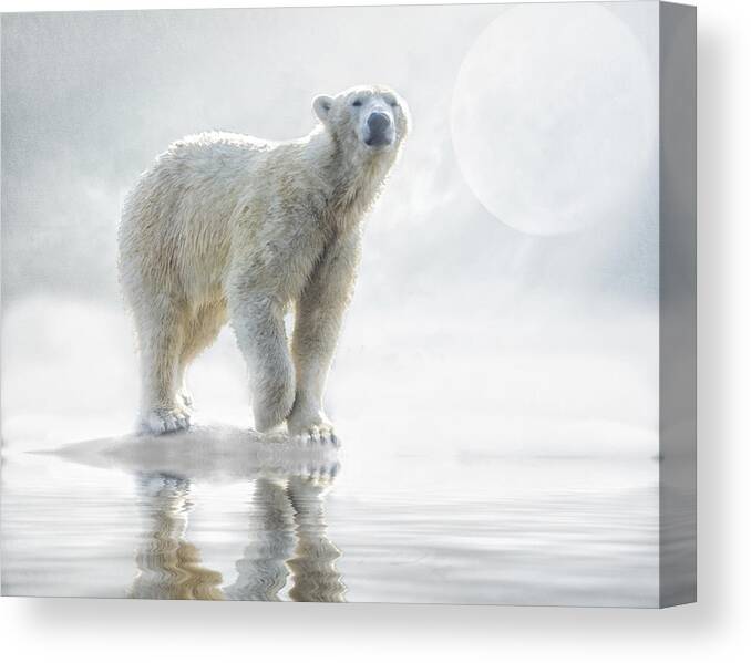 Polar Bear Canvas Print featuring the photograph Is anyone out there? by Brian Tarr