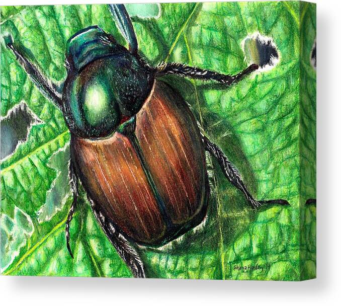 Beetle Canvas Print featuring the drawing Japanese Beetle by Shana Rowe Jackson