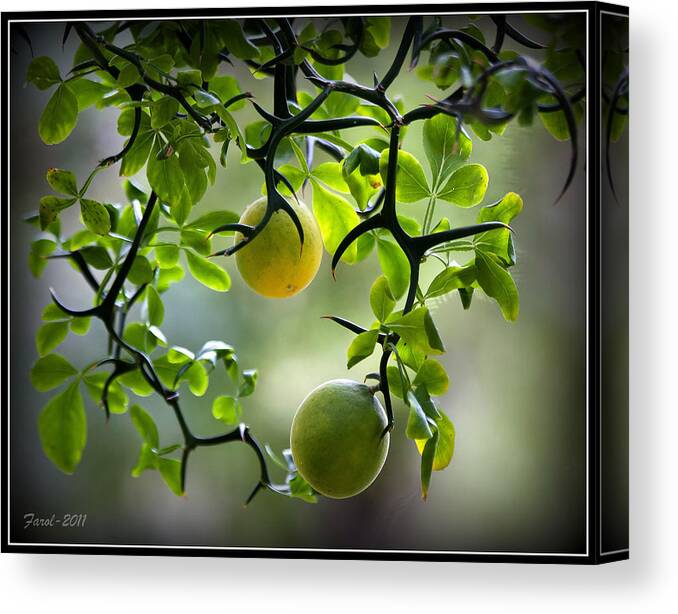 Flying Canvas Print featuring the photograph Japanese Orange Tree by Farol Tomson