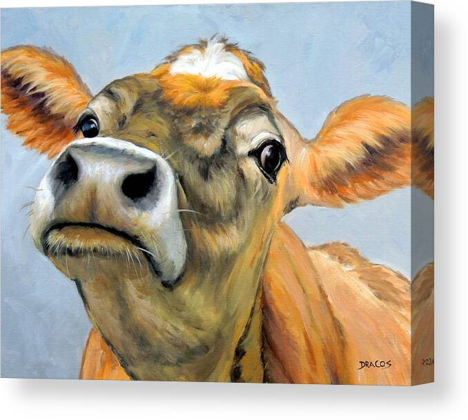 Jersey Cow Curious 2 Canvas Print 