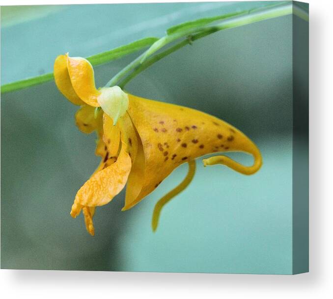 Jewel Weed Canvas Print featuring the photograph Jewel Weed by Doris Potter