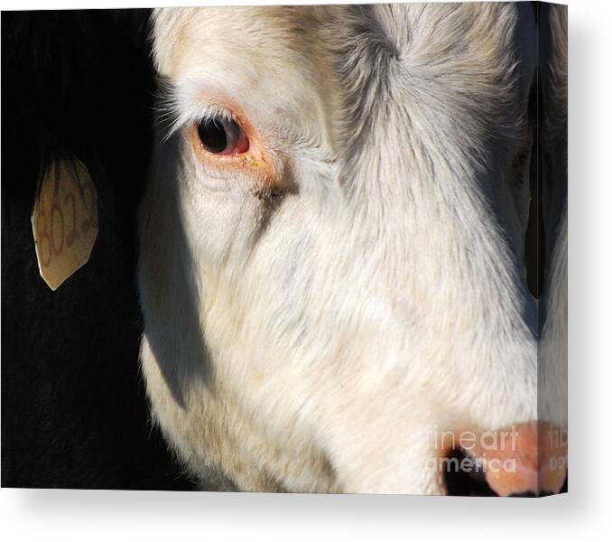  Canvas Print featuring the photograph Just Another Pretty Face by Jim Rossol