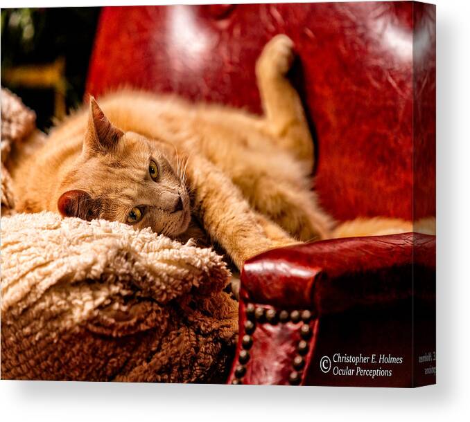 Cat Canvas Print featuring the photograph Just Chillin by Christopher Holmes