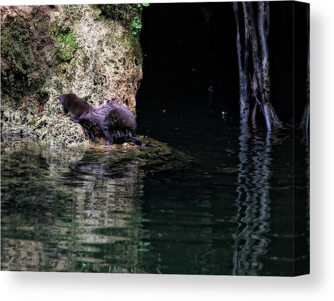 Mink Canvas Print featuring the photograph Juvenile Mink at Cove Creek by Michael Dougherty