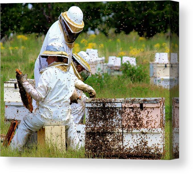 Bees Canvas Print featuring the photograph Keepers of the Bee by Roxie Crouch