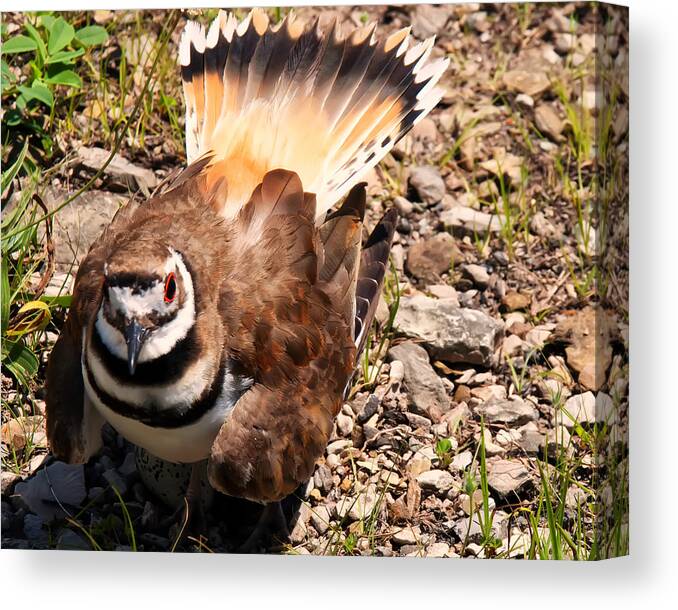 Bird Canvas Print featuring the photograph Killdeer on its nest by Flees Photos