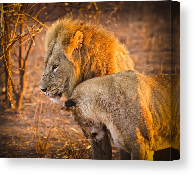 3scape Photos Canvas Print featuring the photograph King and Queen by Adam Romanowicz