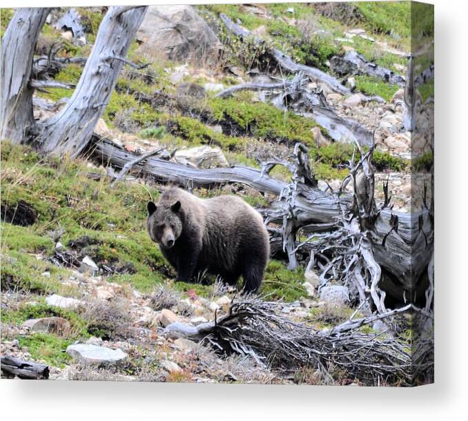 Grizzly Bear Canvas Print featuring the photograph King of the Mountain by Whispering Peaks Photography