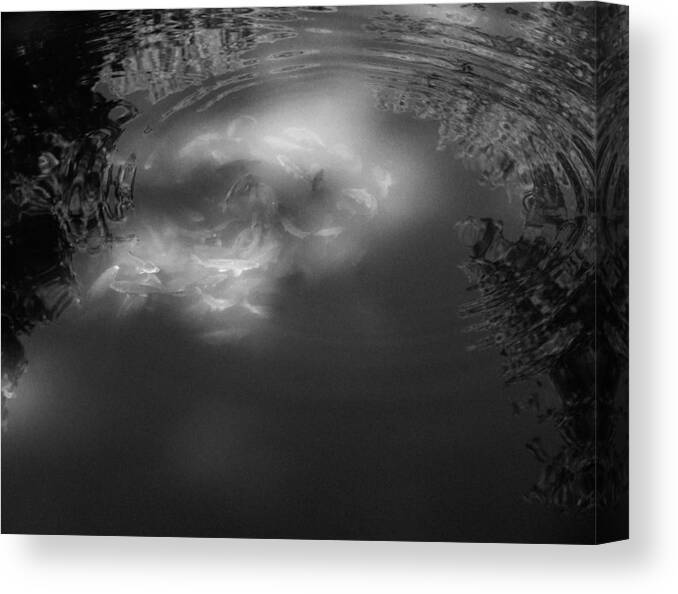 Koi Canvas Print featuring the photograph Koi in the Sunlight by Alex Potemkin