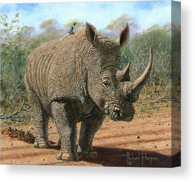 Wildlife Canvas Print featuring the painting Kruger White Rhino by Richard Harpum