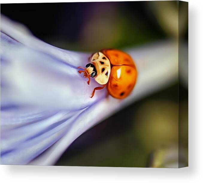  Canvas Print featuring the photograph Ladybug Art by Tammy Smith